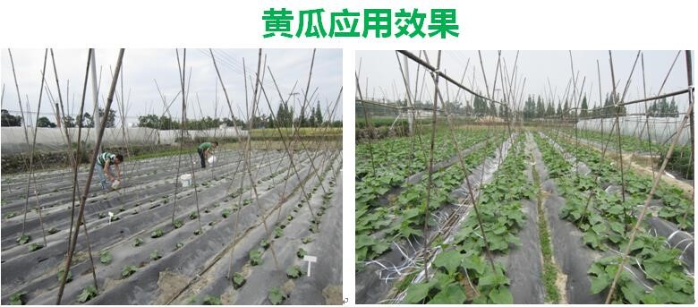 氨基寡糖素 - 植物的免疫衛士，根結線(xiàn)蟲(chóng)的克星