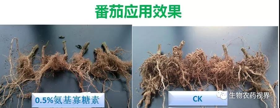 氨基寡糖素 - 植物的免疫衛士，根結線(xiàn)蟲(chóng)的克星