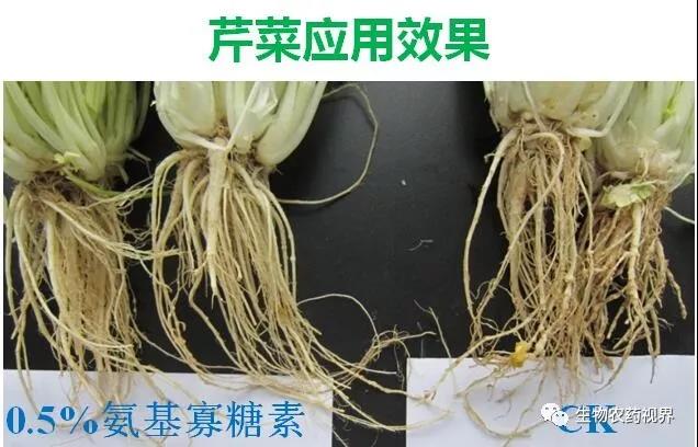 氨基寡糖素 - 植物的免疫衛士，根結線(xiàn)蟲(chóng)的克星