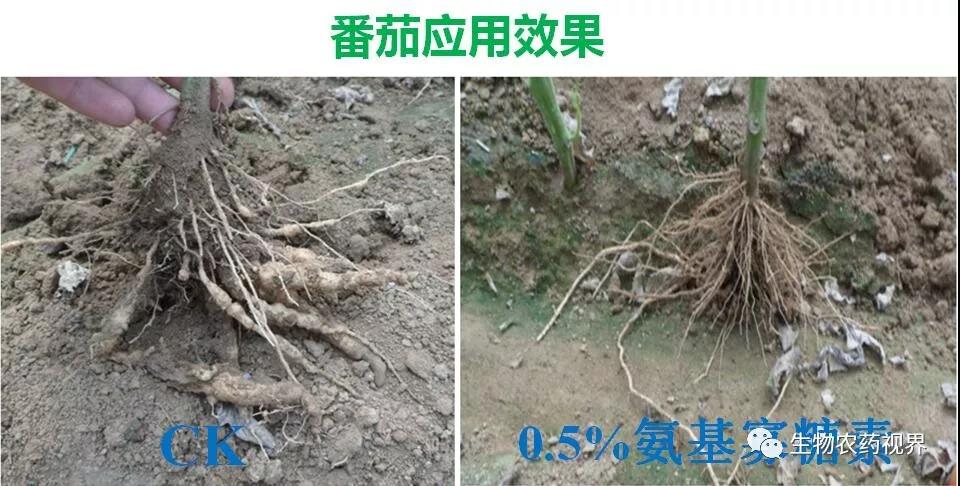 氨基寡糖素 - 植物的免疫衛士，根結線(xiàn)蟲(chóng)的克星