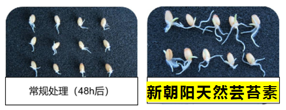 小麥拌種選新朝陽(yáng)天然蕓苔素，讓小麥高產(chǎn)贏(yíng)在起跑線(xiàn)上?。ㄐ←溤谑裁磿r(shí)候用蕓苔素效果最佳）