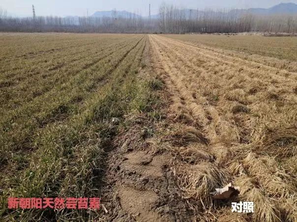 小麥拌種選新朝陽(yáng)天然蕓苔素，讓小麥高產(chǎn)贏(yíng)在起跑線(xiàn)上?。ㄐ←溤谑裁磿r(shí)候用蕓苔素效果最佳）