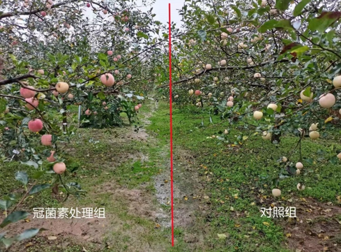 COR對蘋(píng)果果品的影響