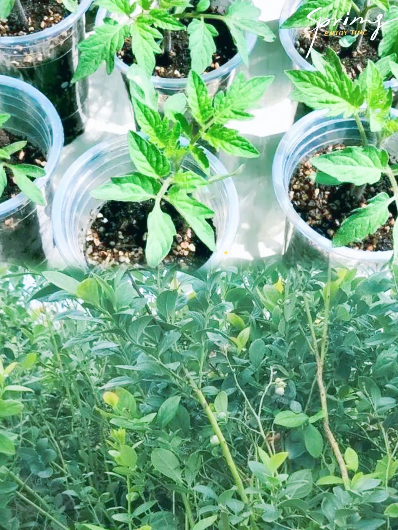 朝陽(yáng)農藝師系列活動(dòng) | “零”農殘瓜果自己種