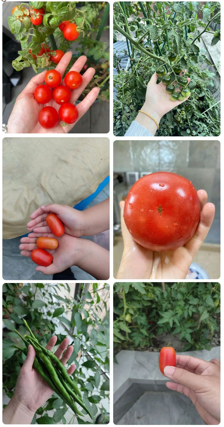 朝陽(yáng)農藝師系列活動(dòng) | “零”農殘瓜果自己種，豐收喜報！