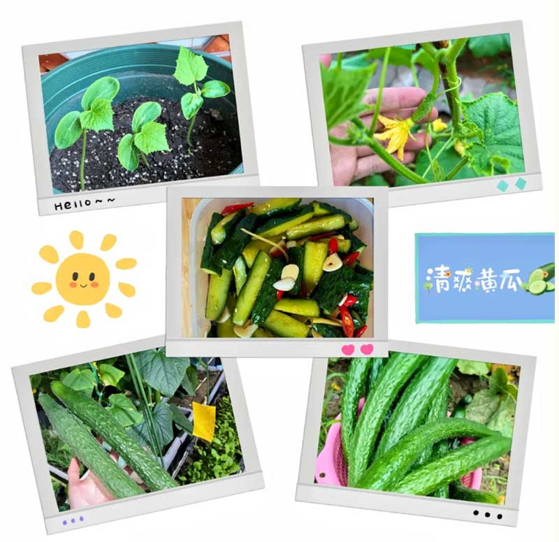 朝陽(yáng)農藝師系列活動(dòng)