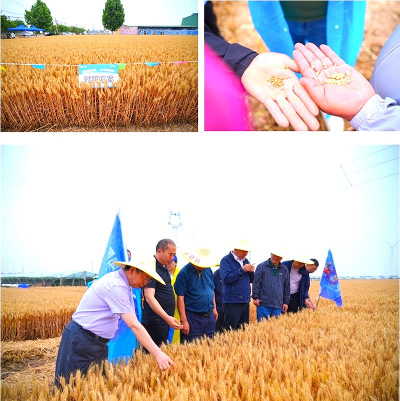 生物技術(shù)助力糧食單產(chǎn)顯著(zhù)提升-“十四五”國家重點(diǎn)研發(fā)計劃成果應用觀(guān)摩會(huì )圓滿(mǎn)落幕